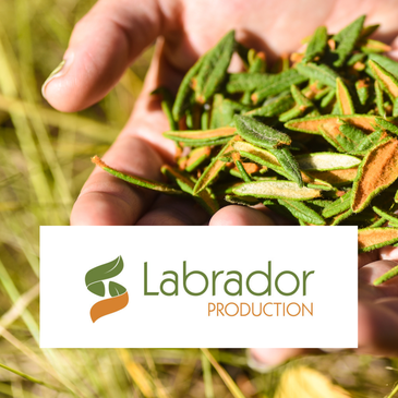 Employeur en vedette : Labrador Production
